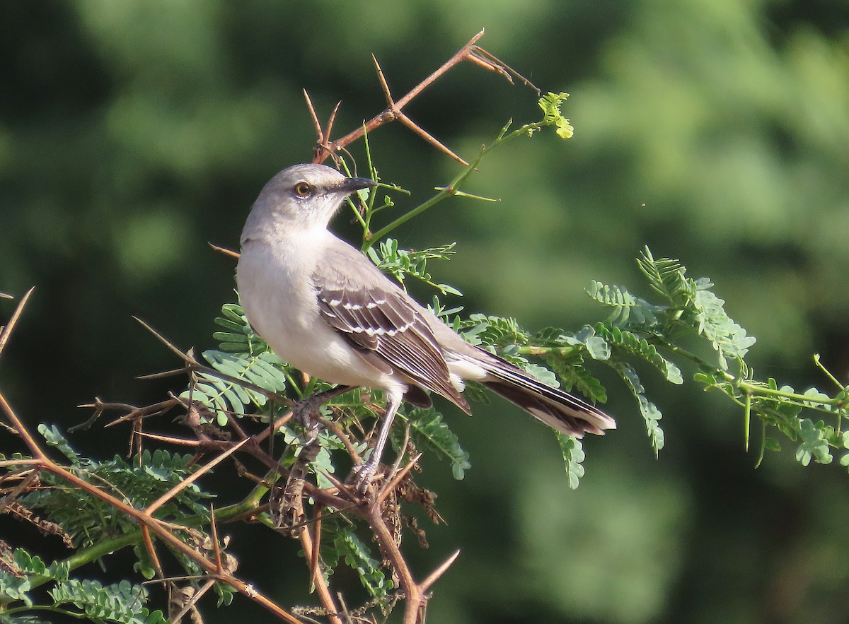 Tropical Mockingbird - ML646461247