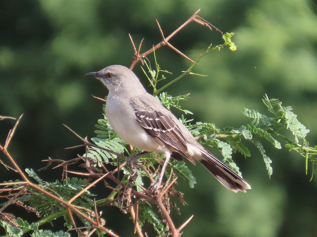 Tropical Mockingbird - ML646461248
