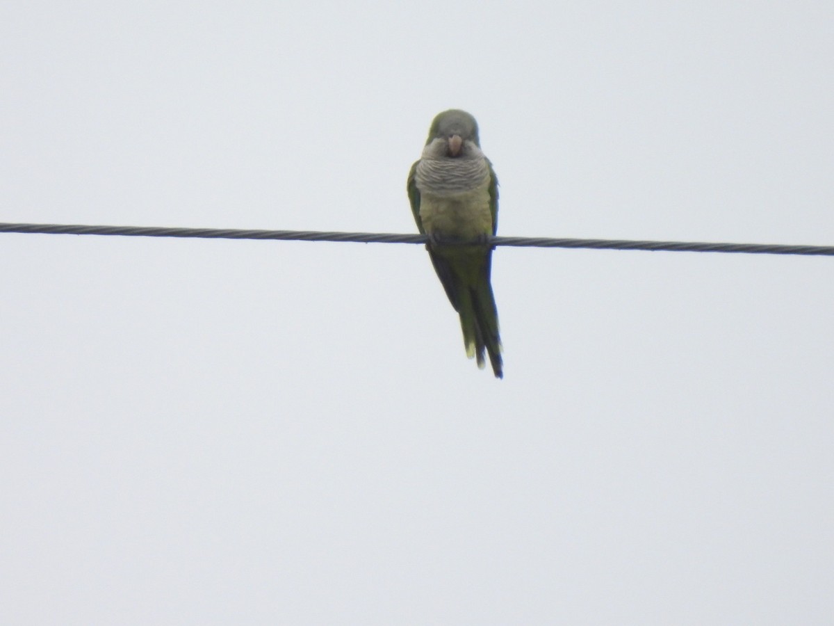 Keşiş Papağanı - ML646461256