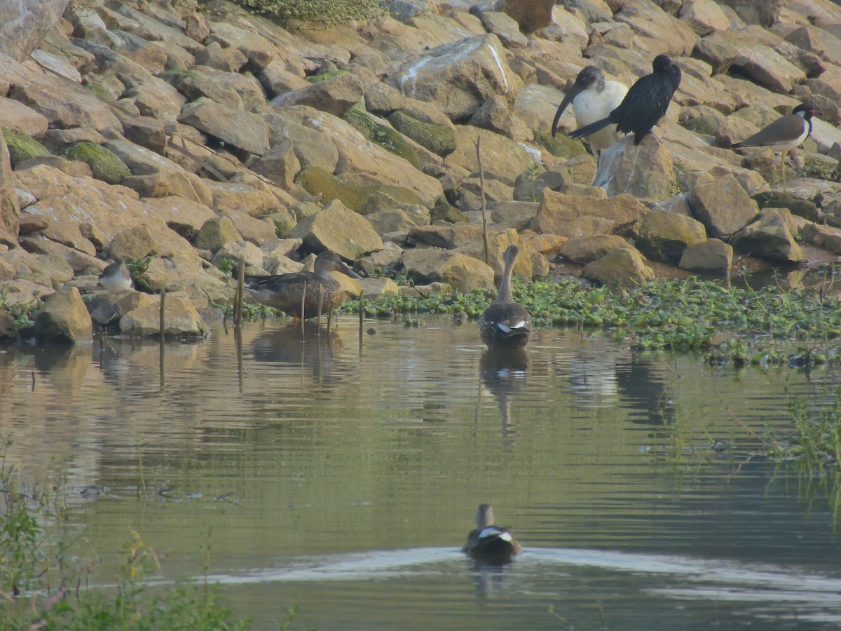 Waldwasserläufer - ML646461259