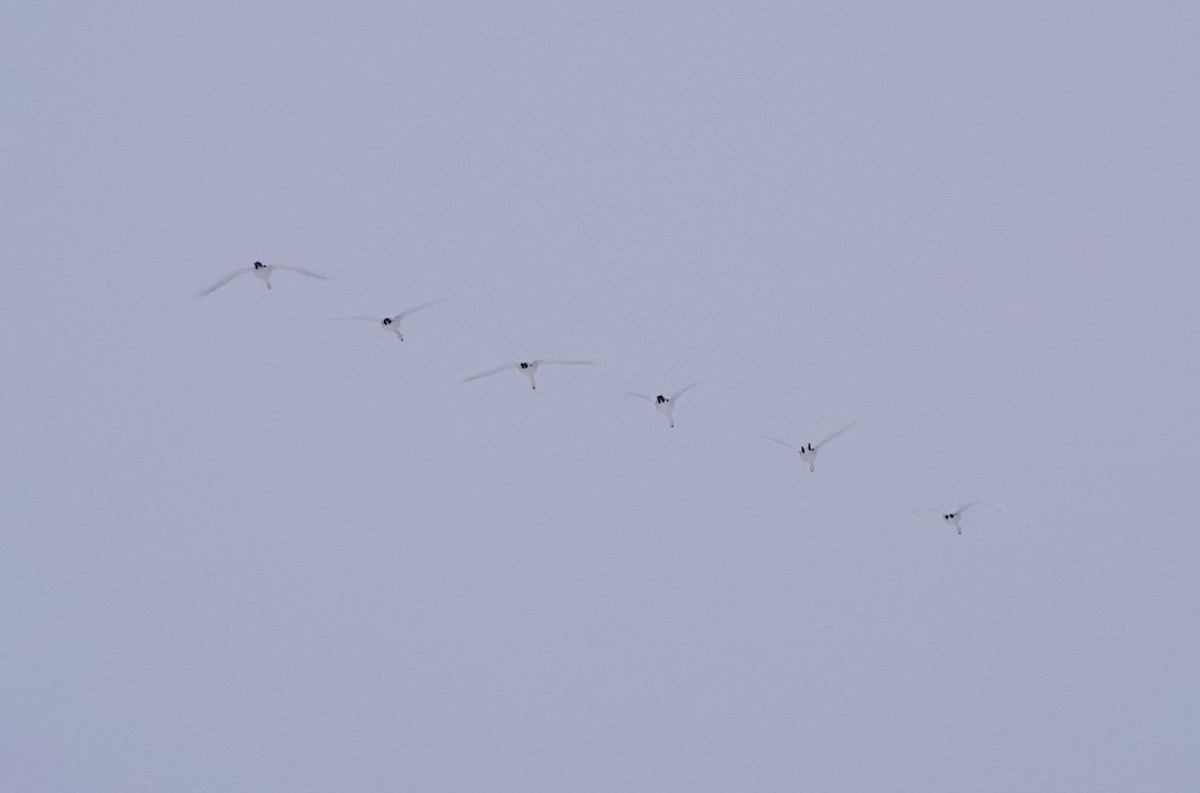 Tundra Swan - ML646461261