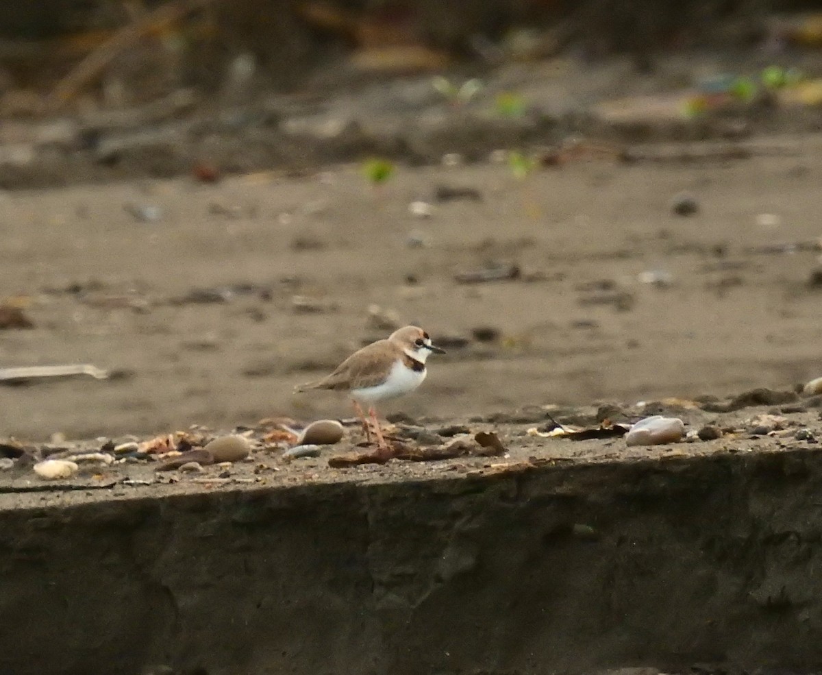 Collared Plover - ML646461263