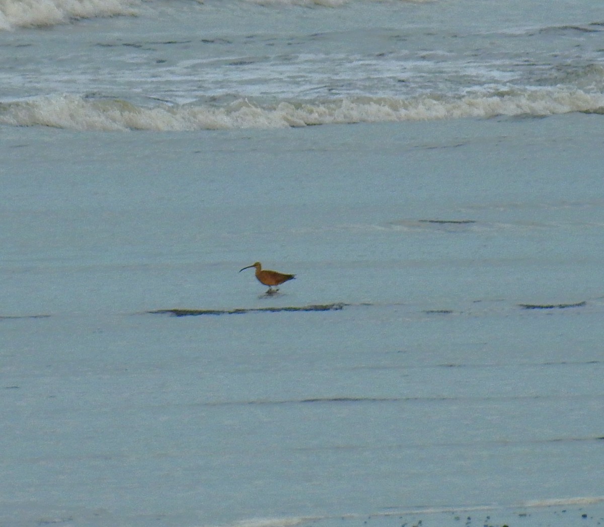 Hudsonian Whimbrel - ML646461265