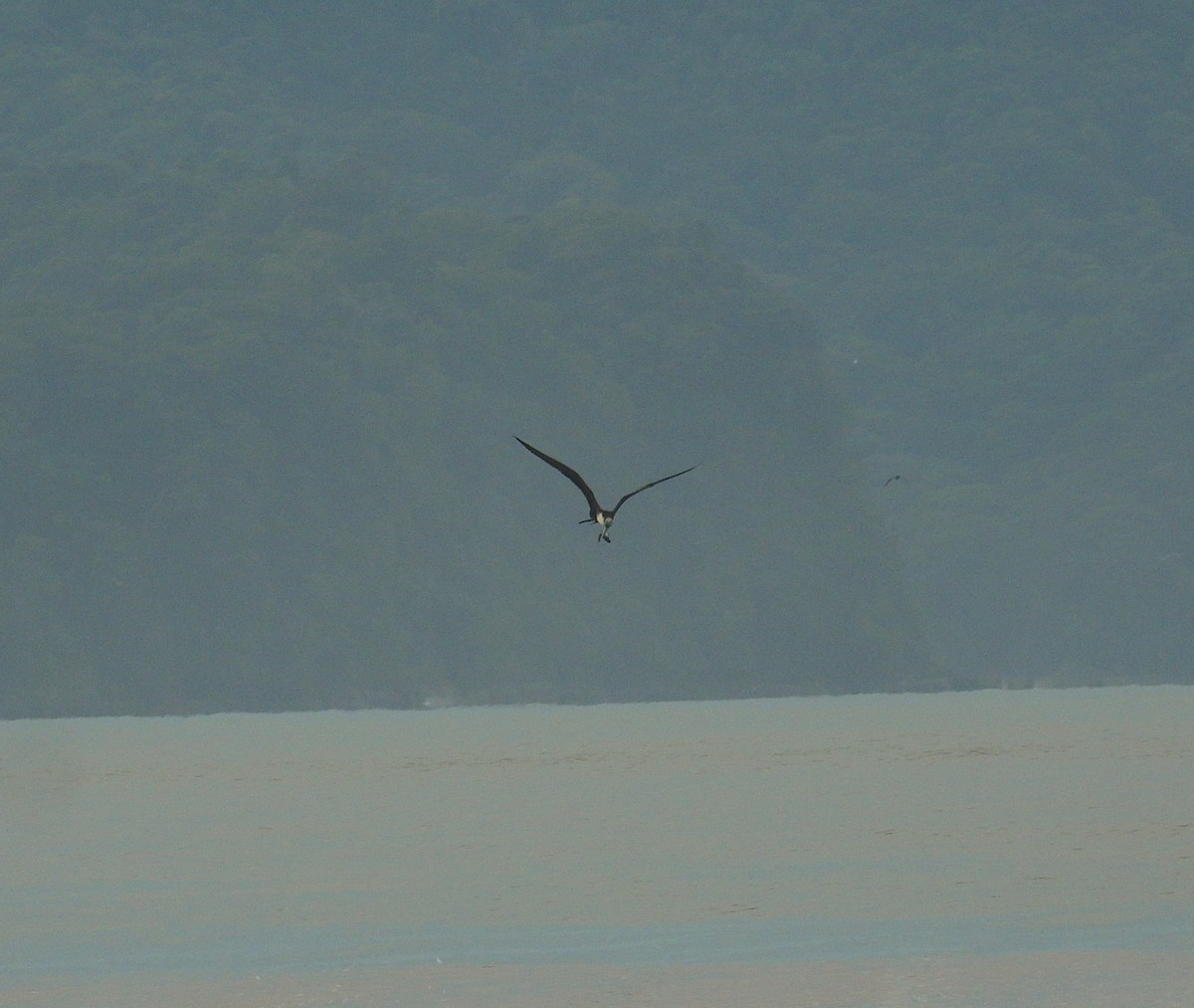 Fragata handia - ML646461266