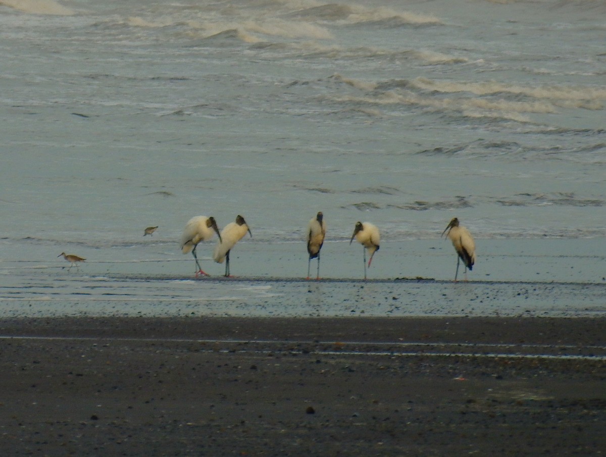 Tantalo amerikarra - ML646461267