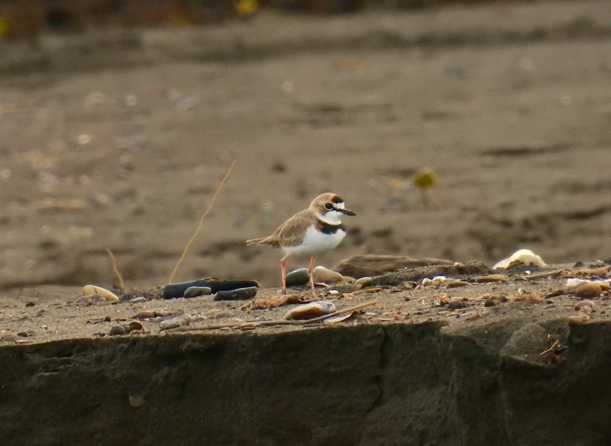 Collared Plover - ML646461268