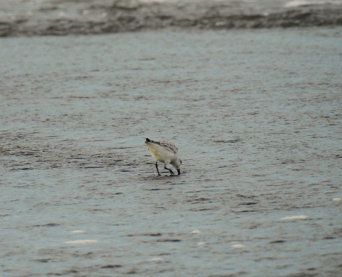 Txirri zuria - ML646461270