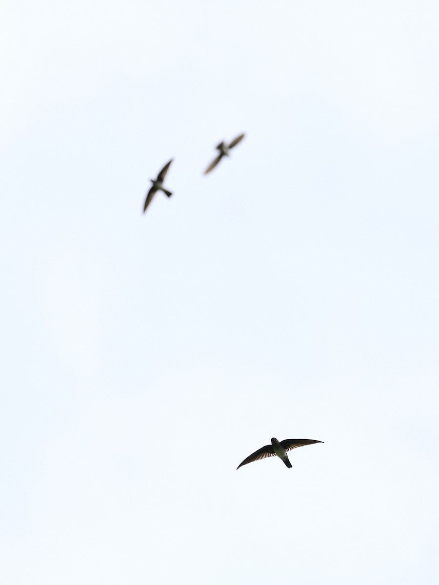 Parlak Yelyutan - ML646461273