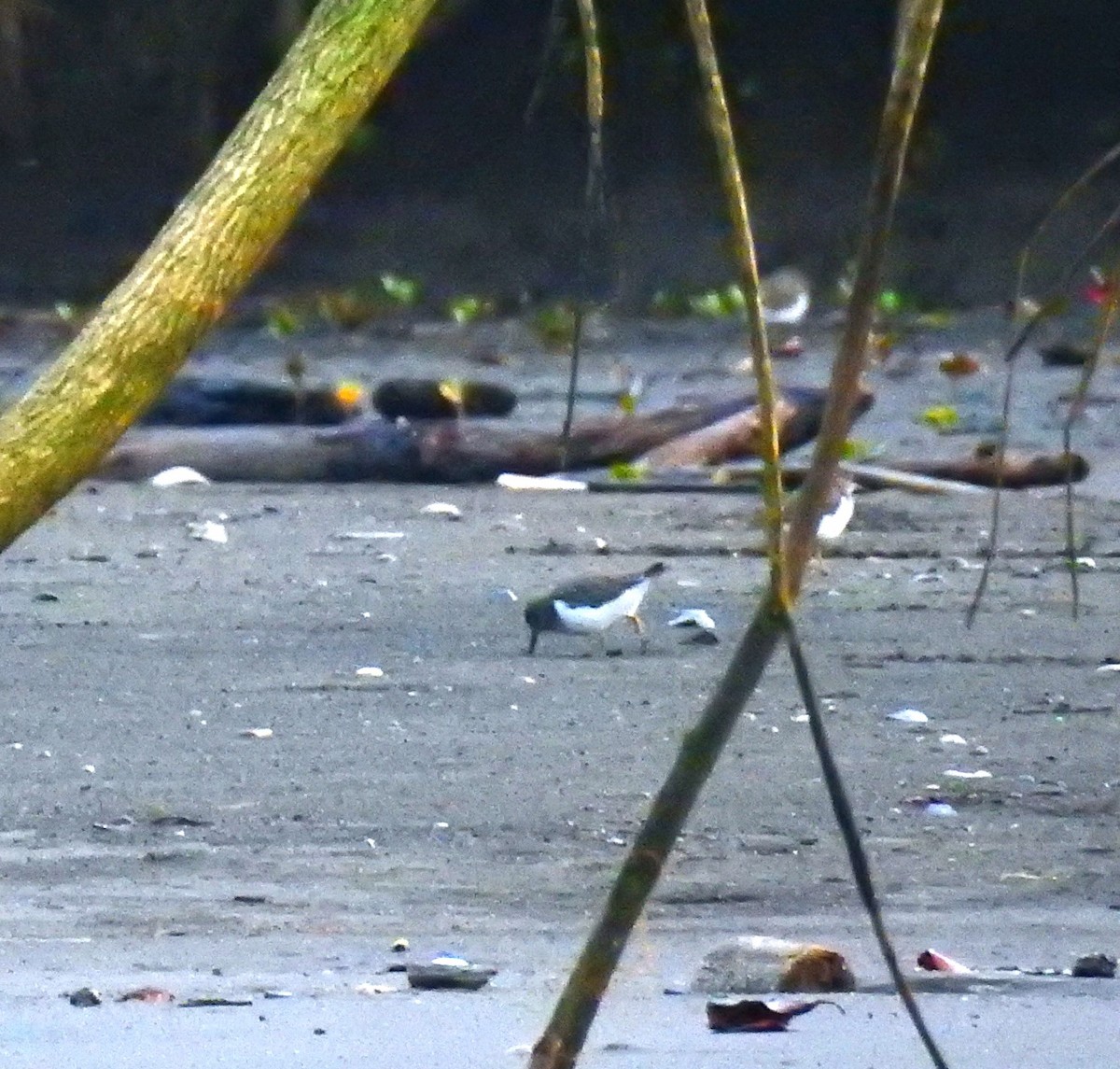 Kuliska orbanduna - ML646461276