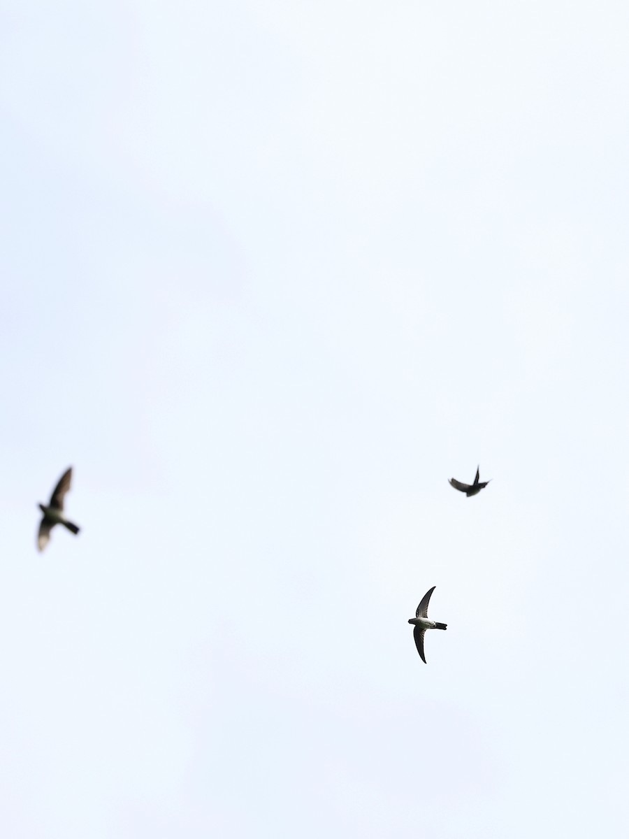 Parlak Yelyutan - ML646461277