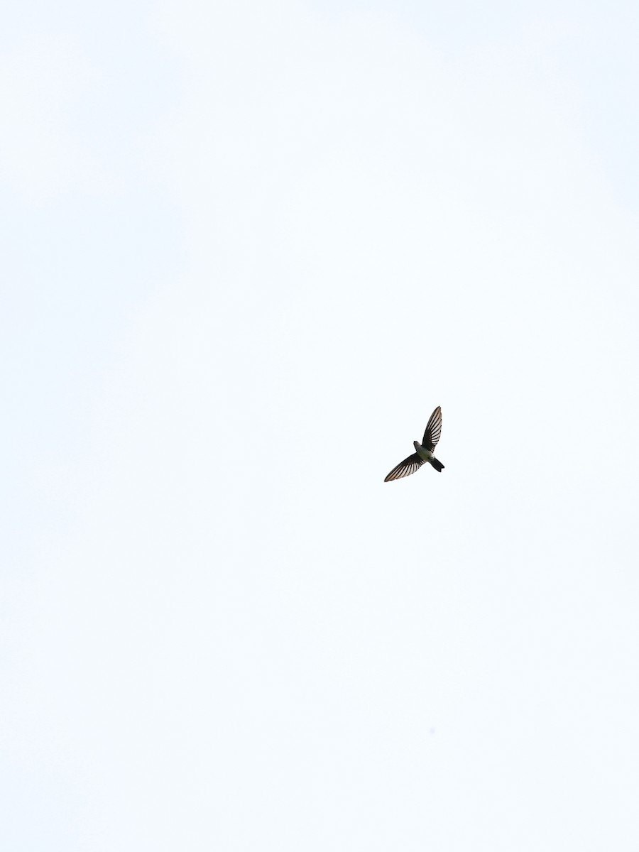 Parlak Yelyutan - ML646461278