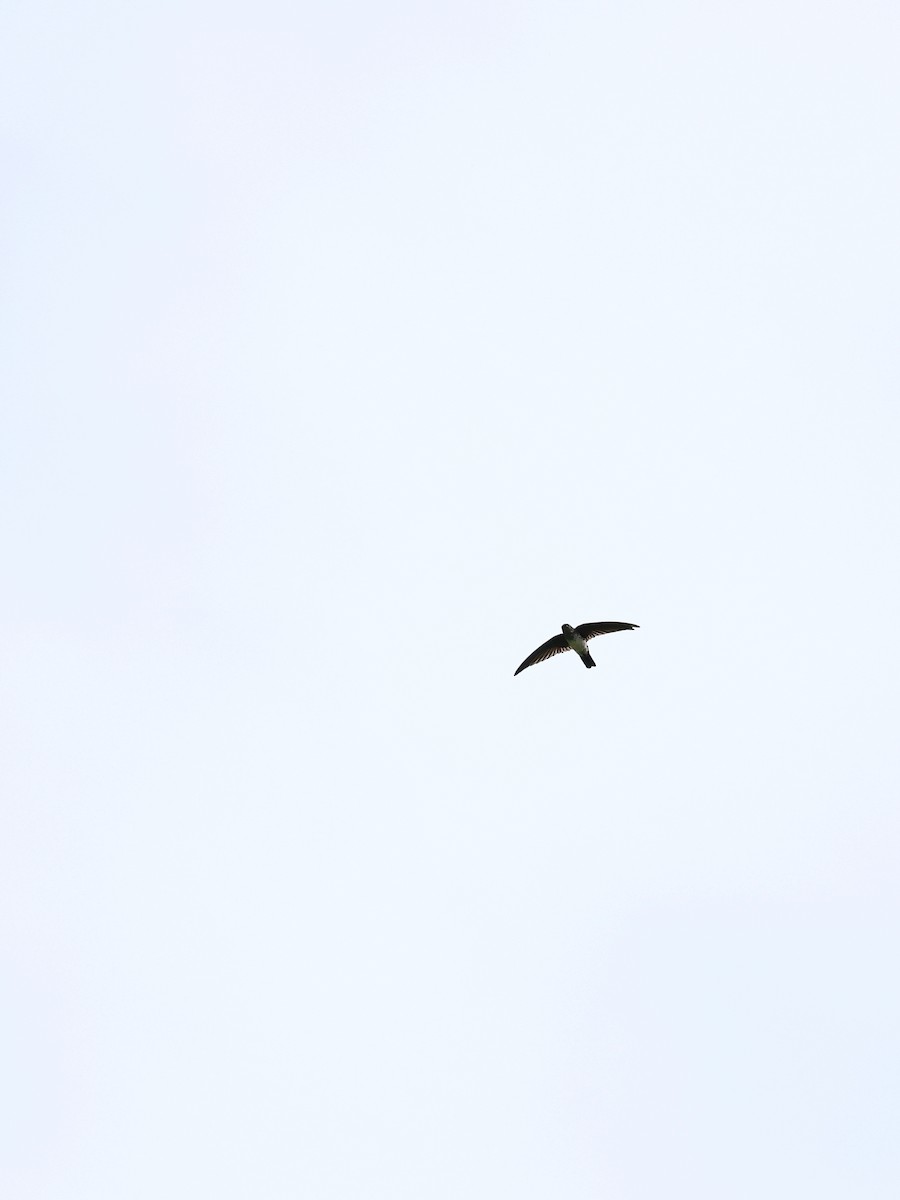 Parlak Yelyutan - ML646461279