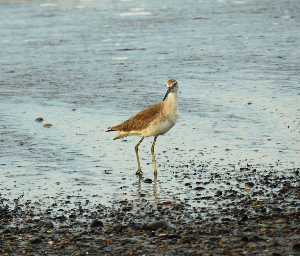 Kuliska erdipalmatua - ML646461280