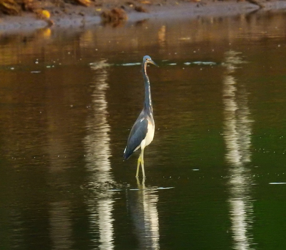 Koartzatxo hirukolorea - ML646461281