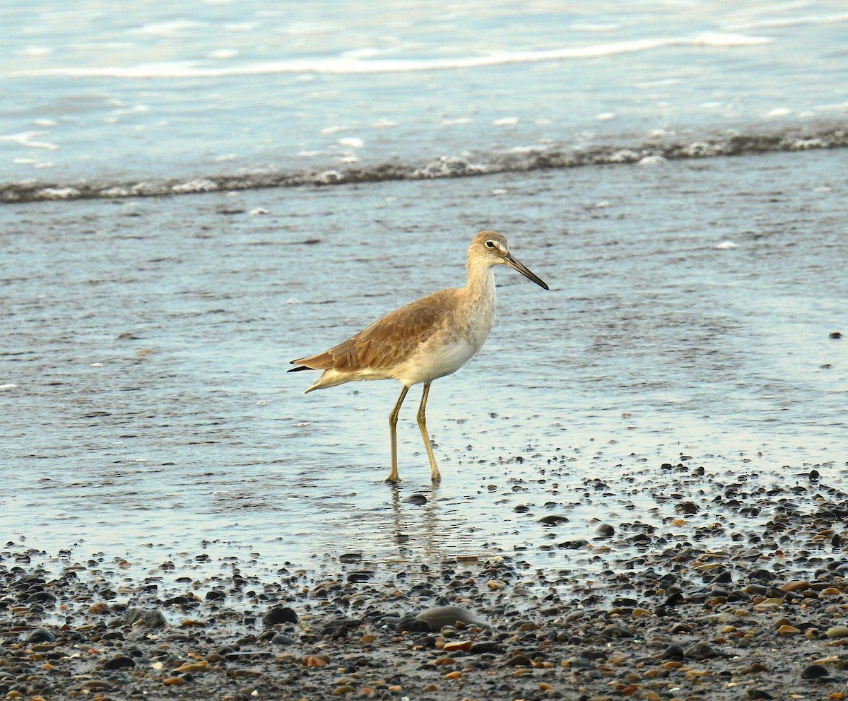 Kuliska erdipalmatua - ML646461282