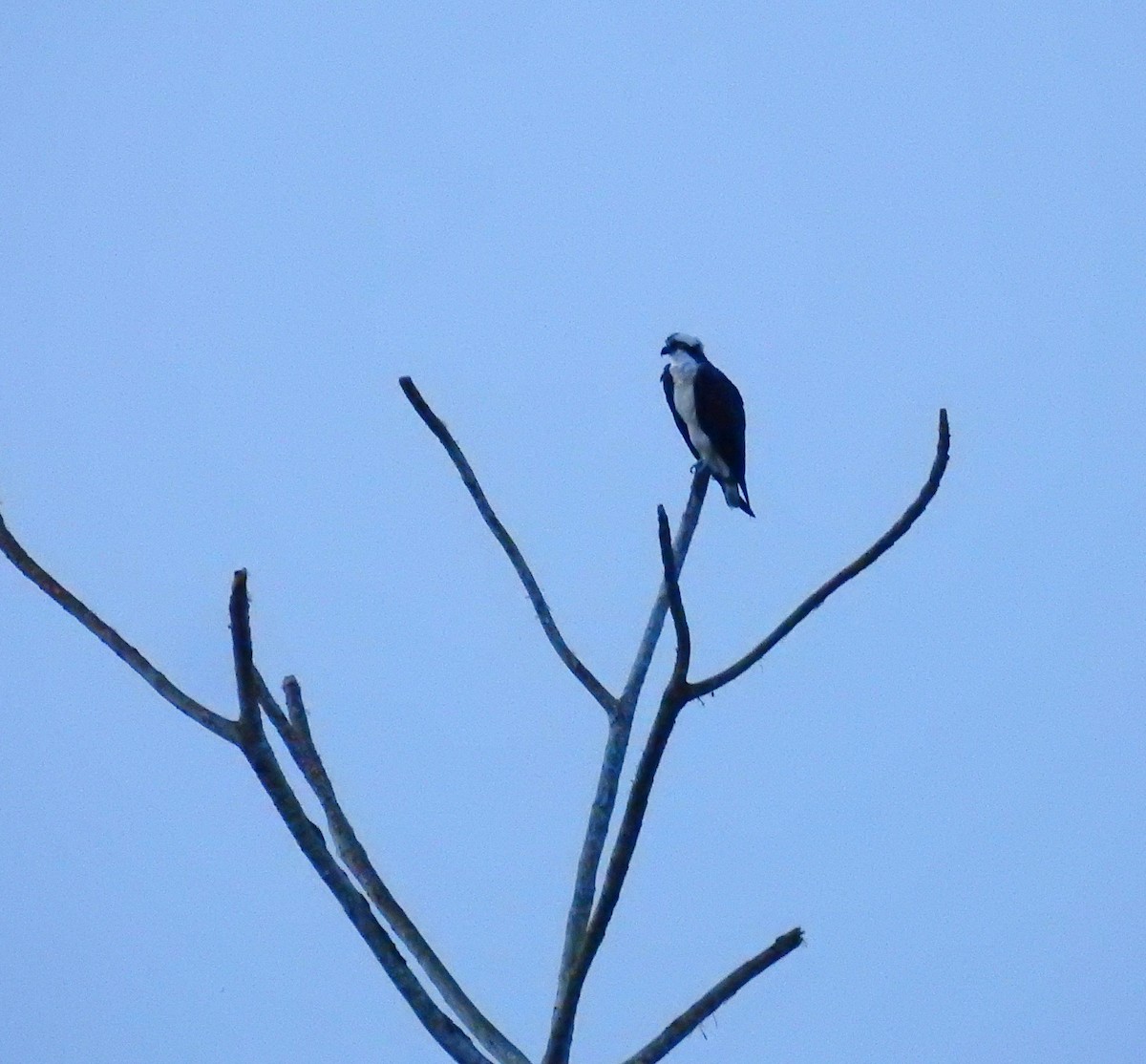 Arrano arrantzalea - ML646461283