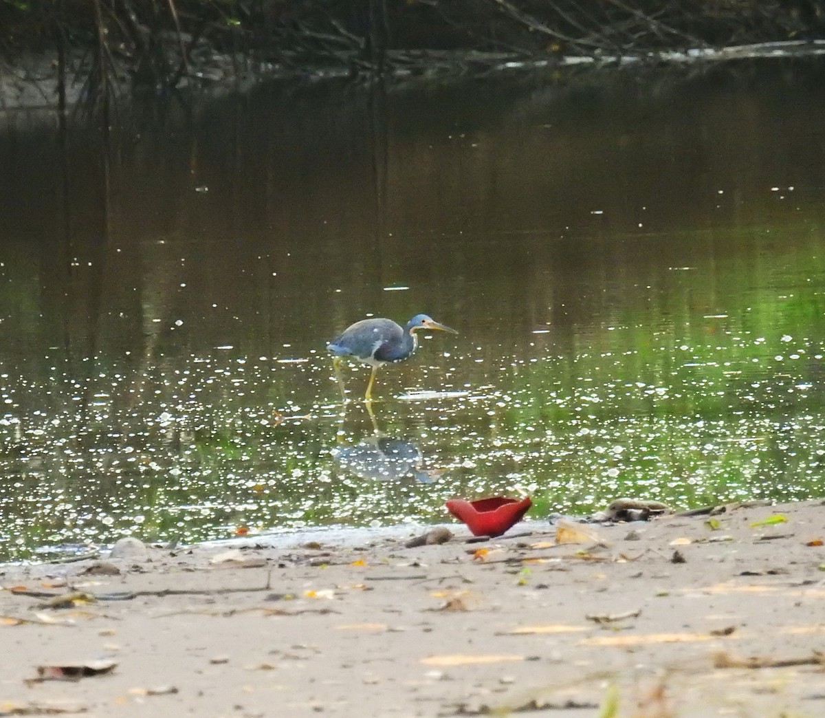 Koartzatxo hirukolorea - ML646461284