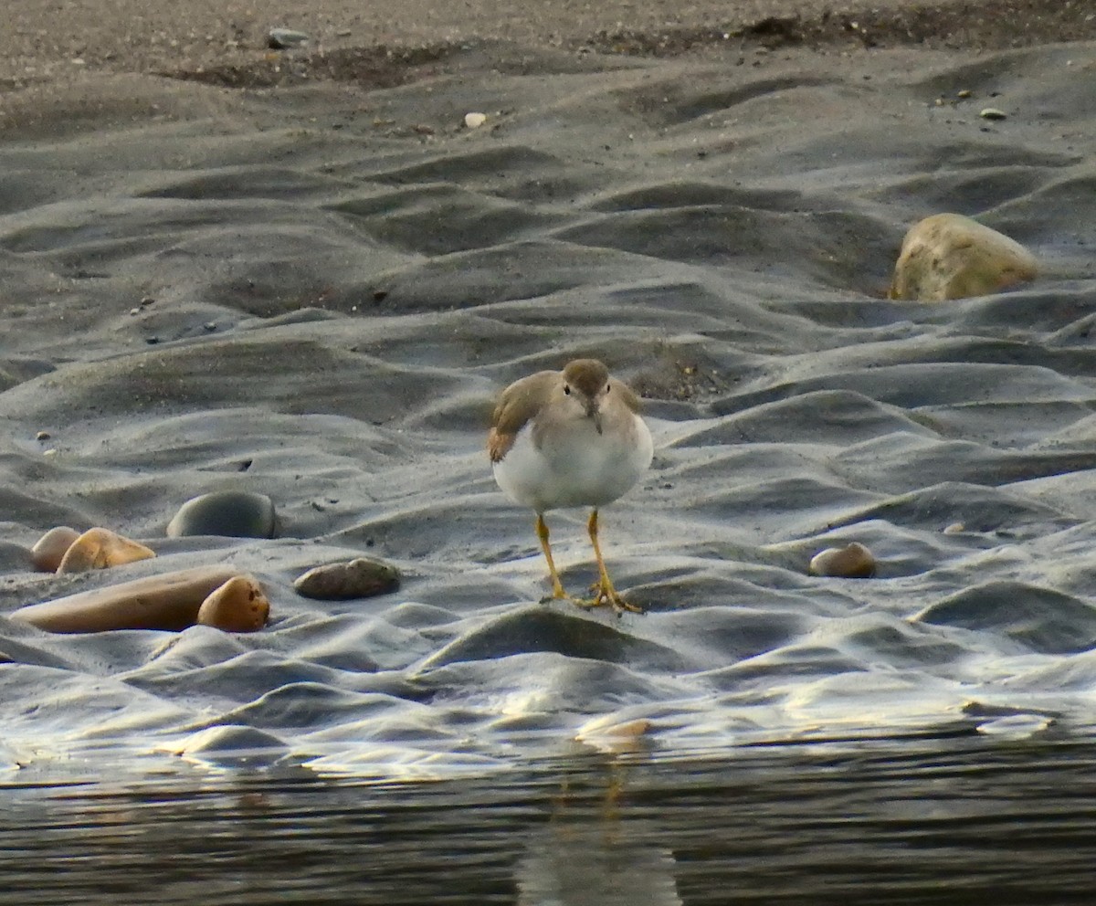 Kuliska orbanduna - ML646461285