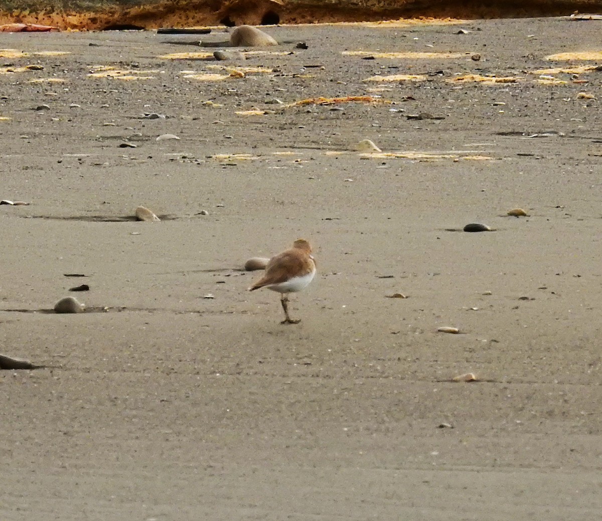 Kuliska orbanduna - ML646461286