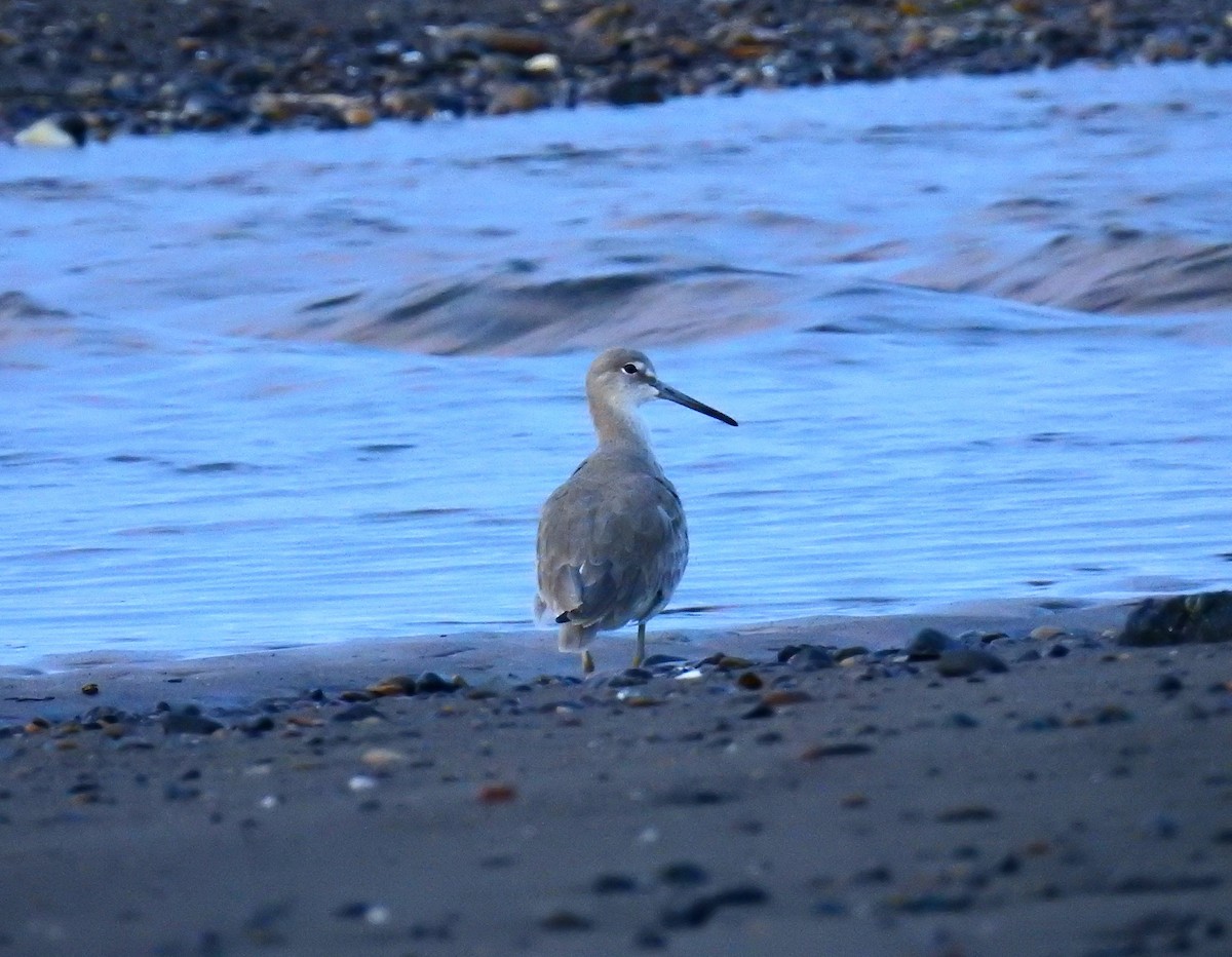 Kuliska erdipalmatua - ML646461287