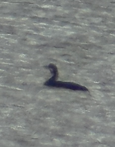 太平洋潛鳥 - ML646461295