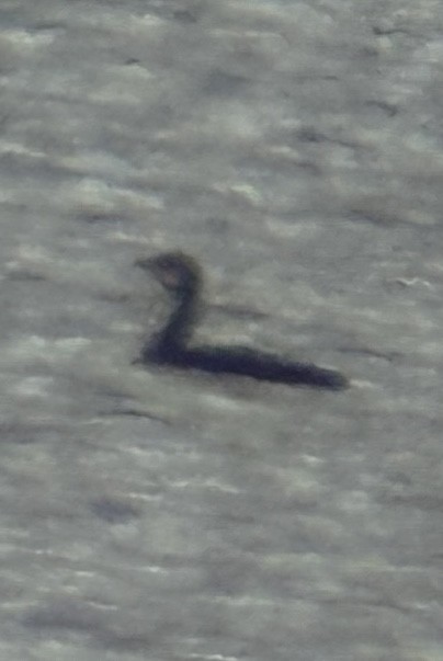 太平洋潛鳥 - ML646461296