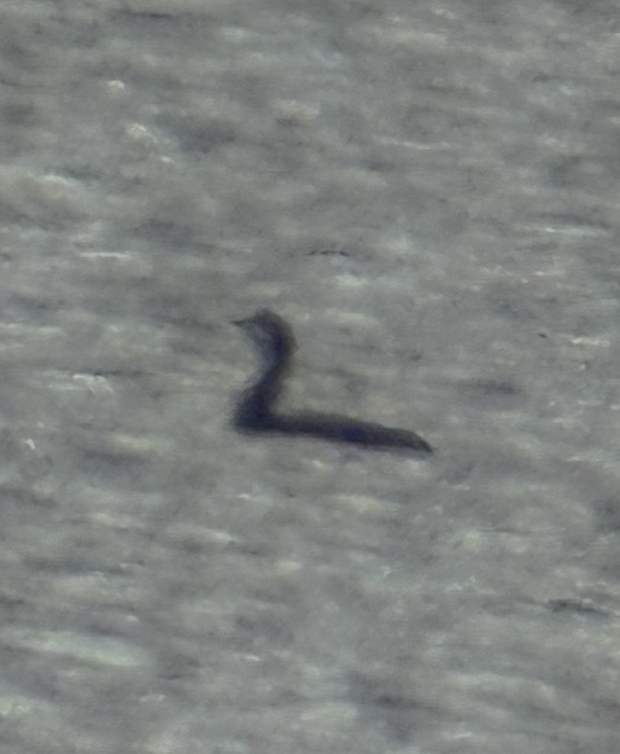 太平洋潛鳥 - ML646461297