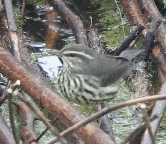 Смугастоволець річковий - ML646461298