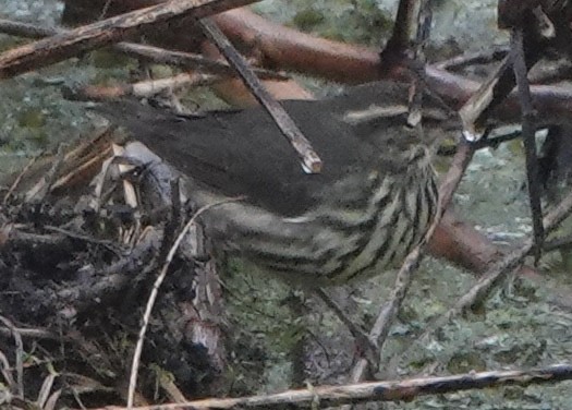 Смугастоволець річковий - ML646461299