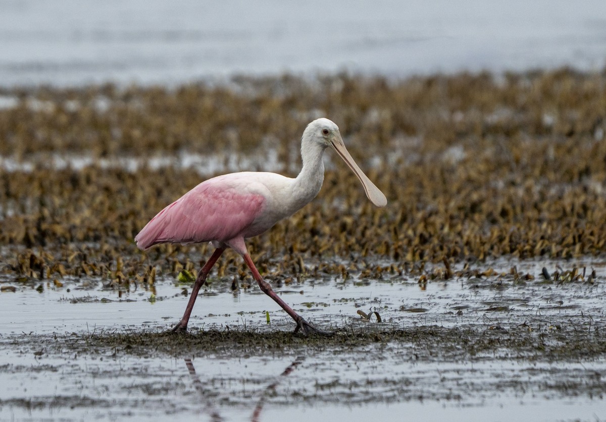 Roseate Spoonbill - ML646461300