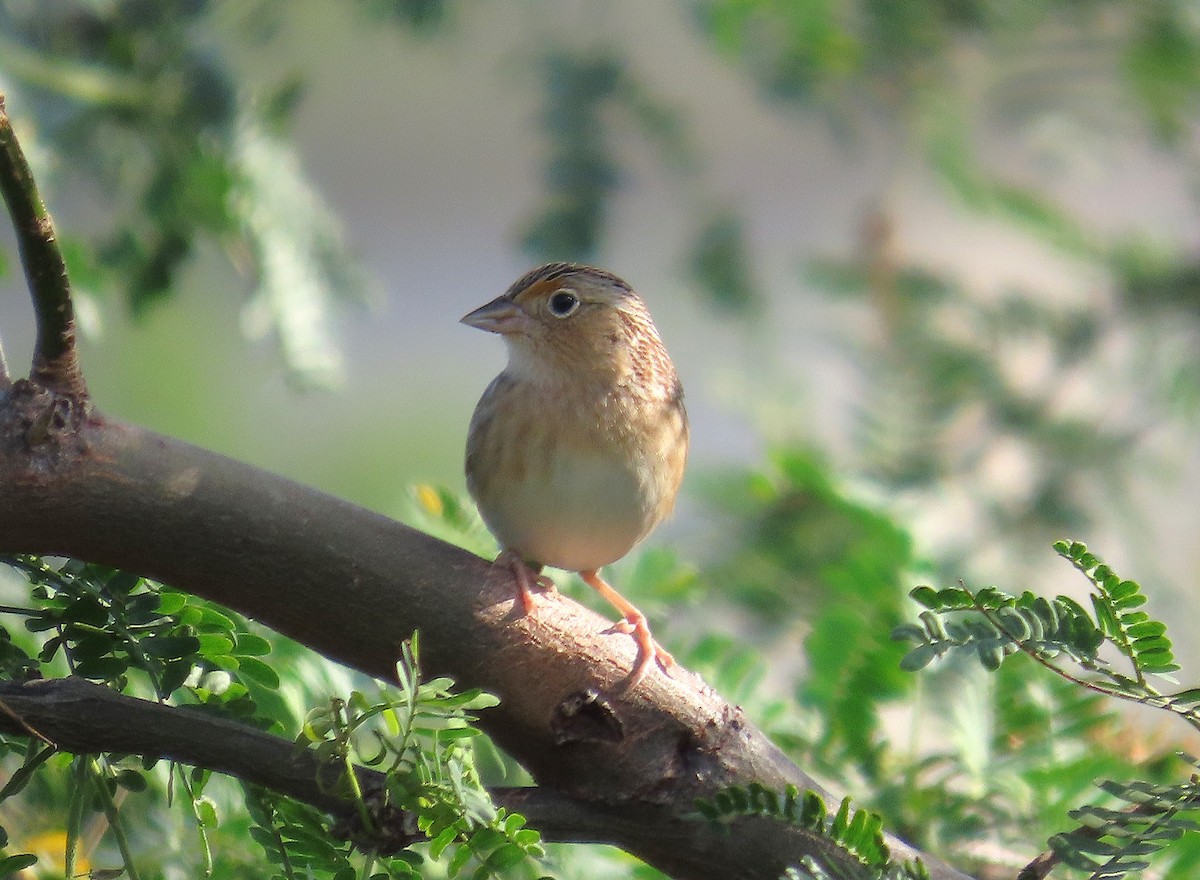 Grasshopper Sparrow - ML646461302
