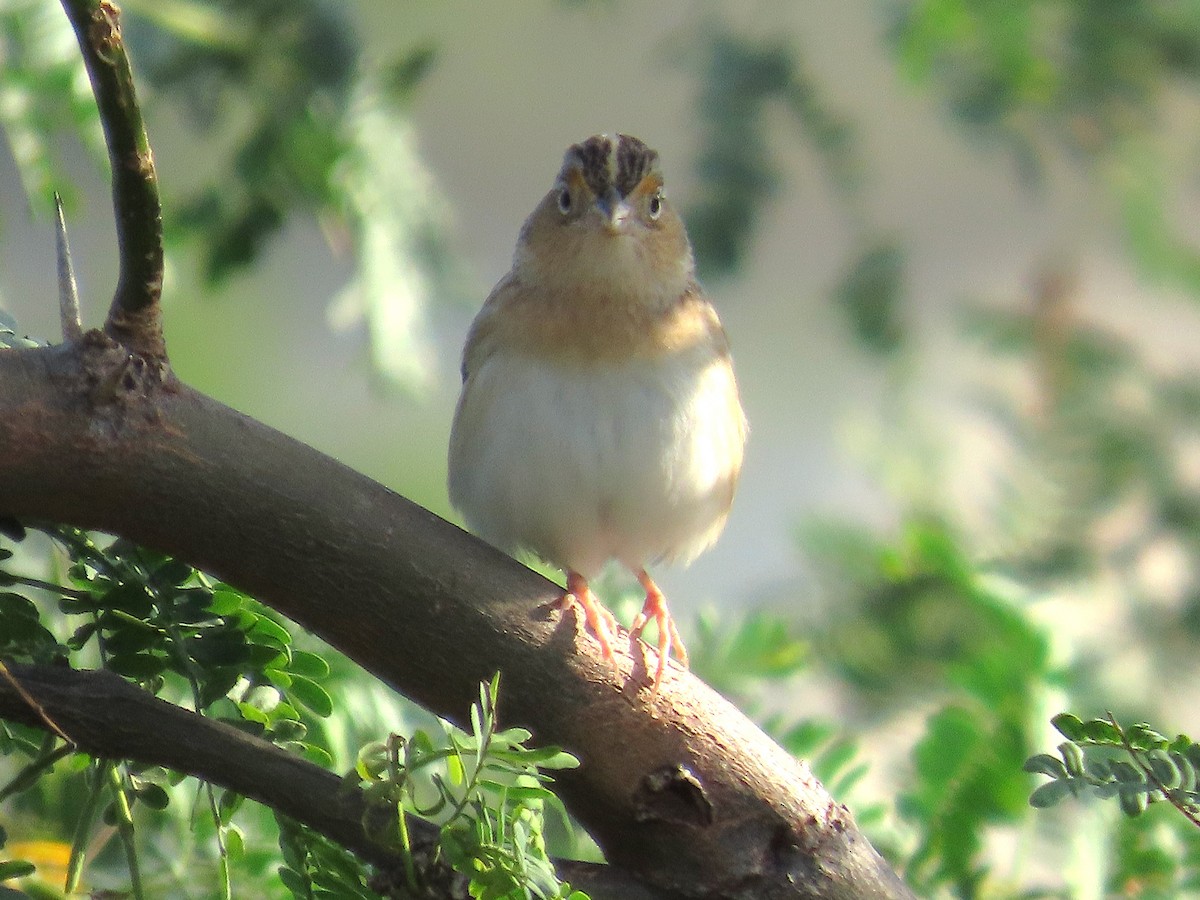 Grasshopper Sparrow - ML646461303