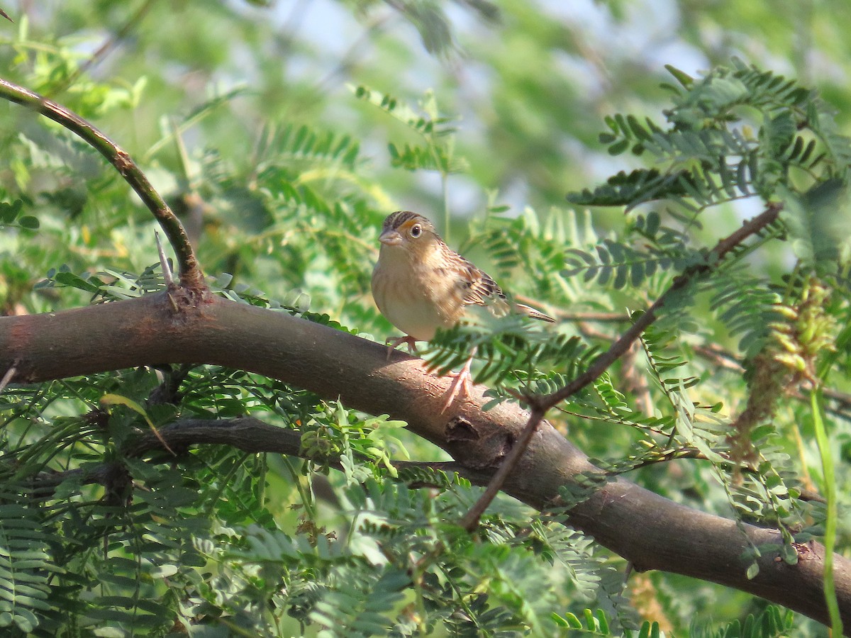 Grasshopper Sparrow - ML646461304