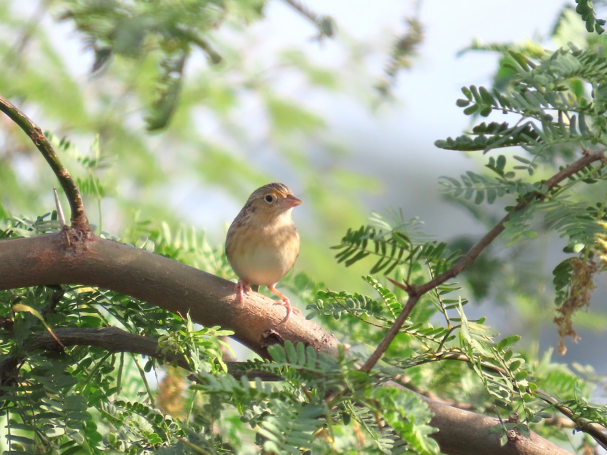 Grasshopper Sparrow - ML646461305