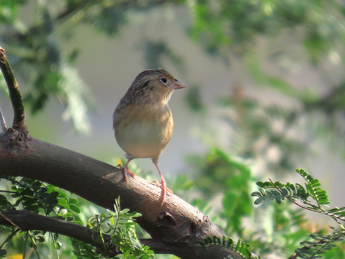 Grasshopper Sparrow - ML646461306