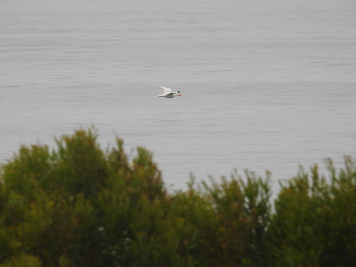 Royal Tern - ML646461311