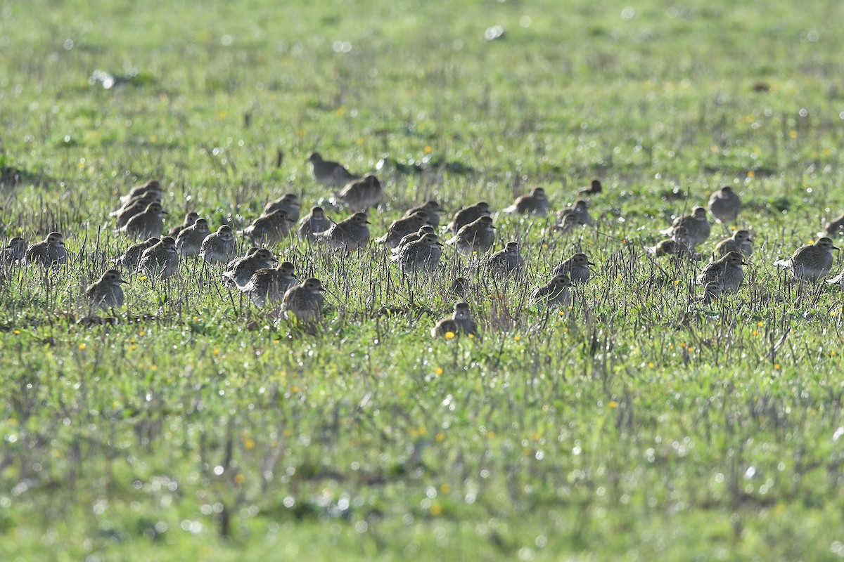 Сивка звичайна - ML646461312