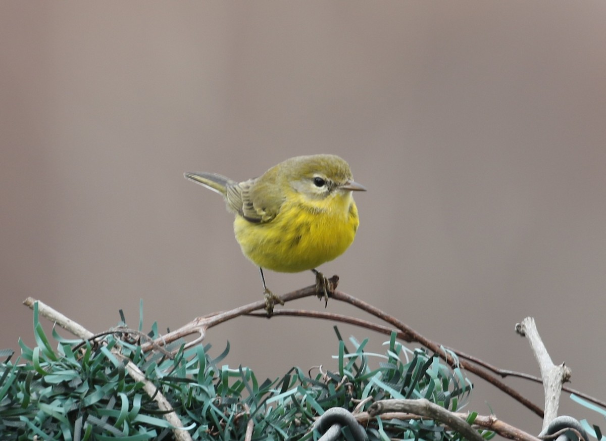 Prairie Warbler - ML646461313