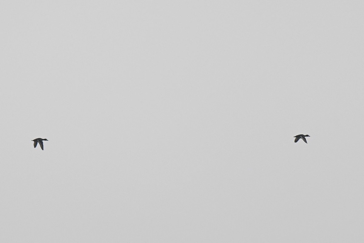 Lesser Scaup - ML646461315