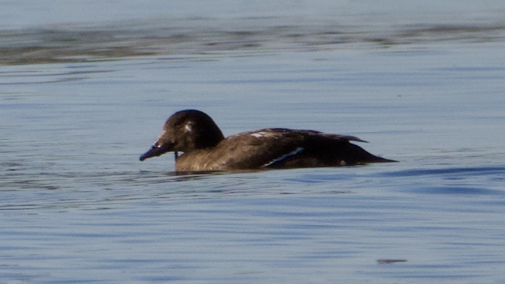 White-winged Scoter - ML646461316