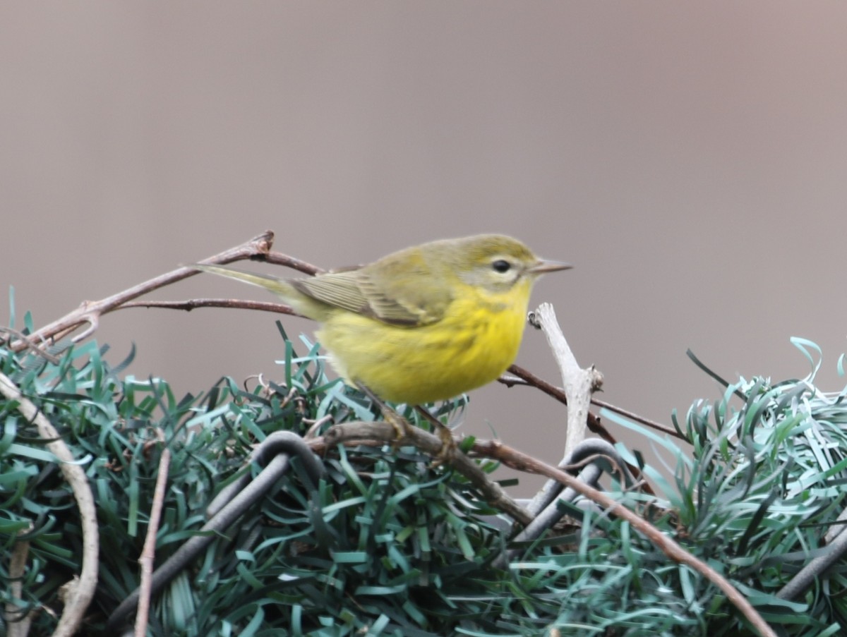 Prairie Warbler - ML646461317