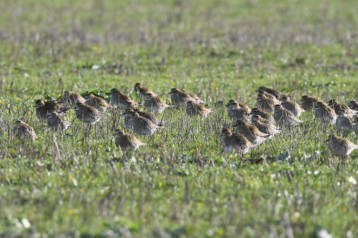 Сивка звичайна - ML646461318