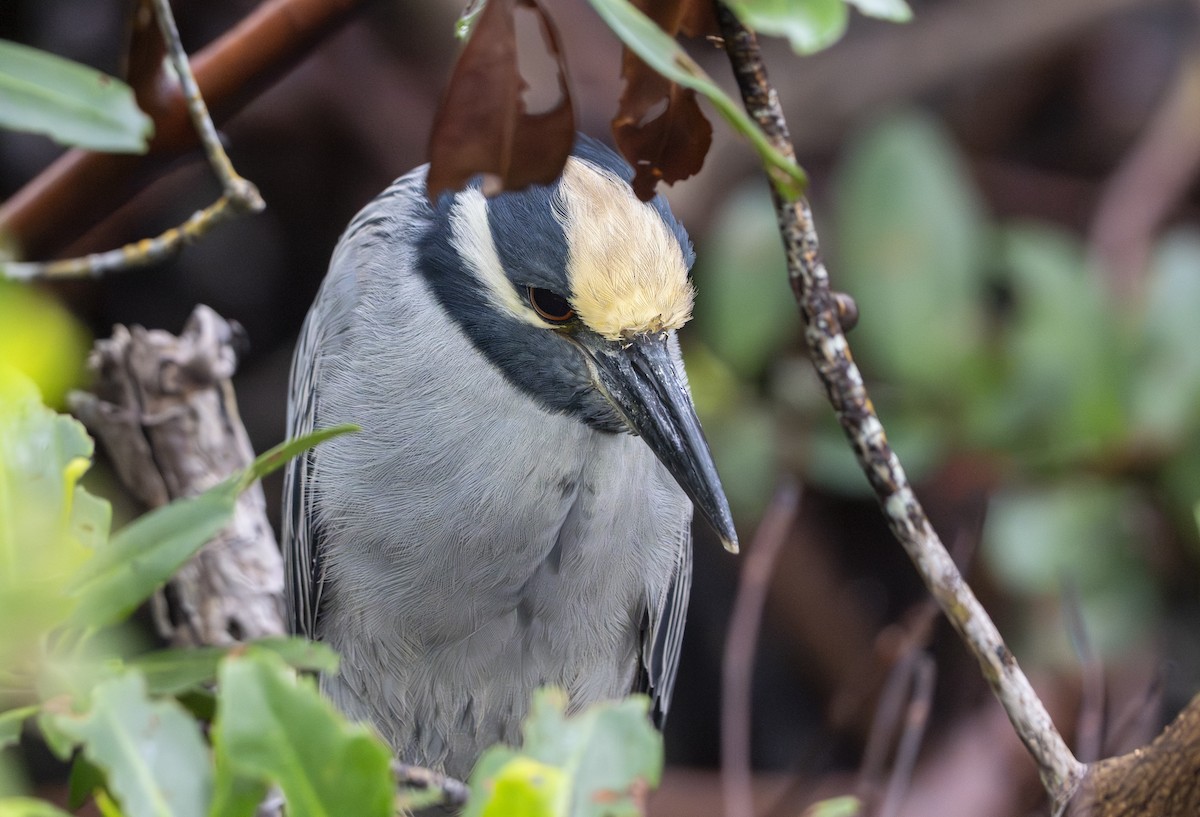 kvakoš žlutočelý - ML646461319