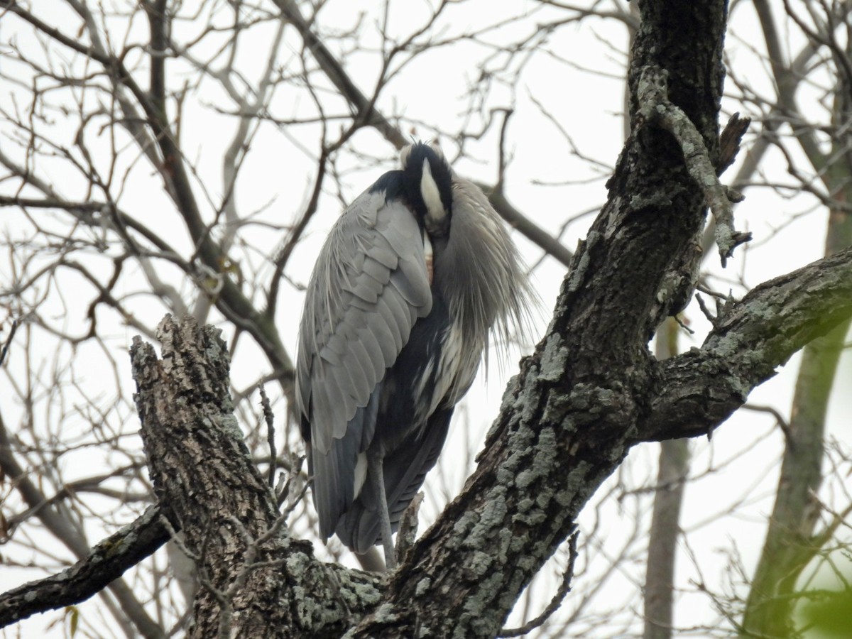 Amerika Gri Balıkçılı - ML646461320