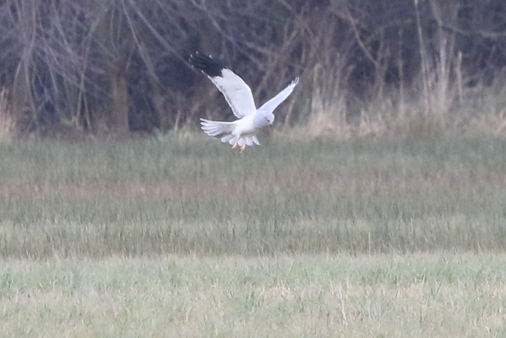 灰澤鵟 - ML646461323