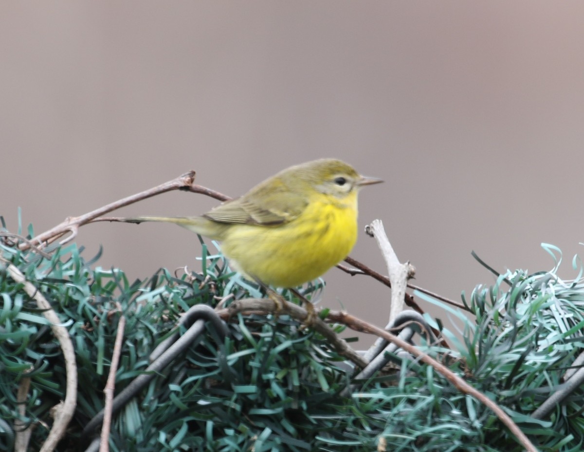Prairie Warbler - ML646461324