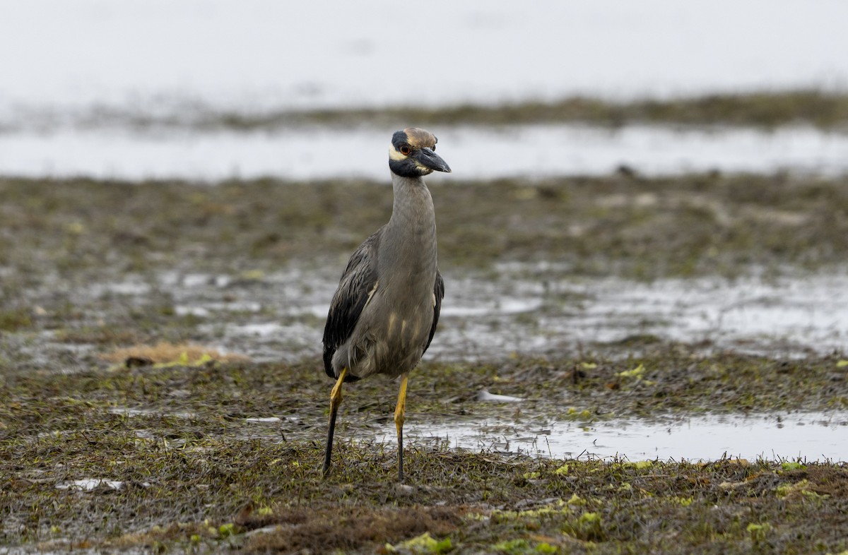 kvakoš žlutočelý - ML646461325