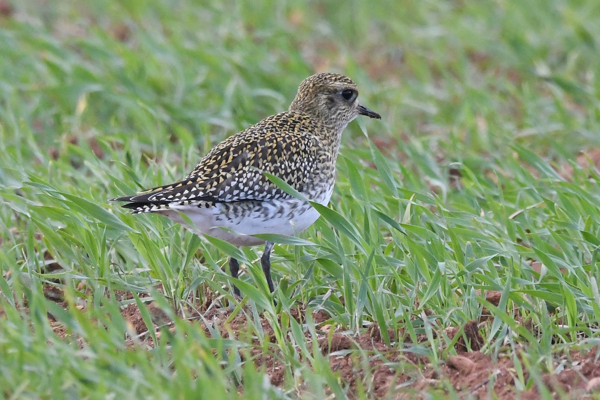 Сивка звичайна - ML646461326