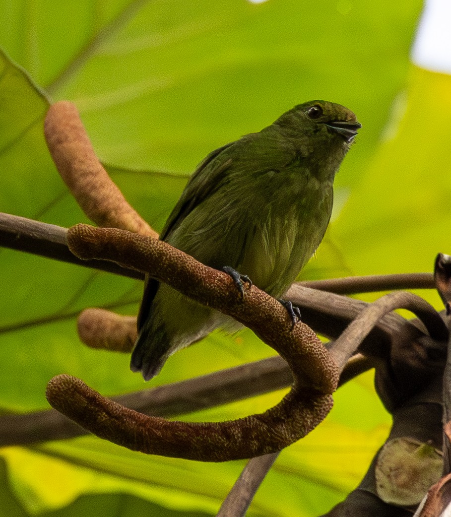 Golden-collared Manakin - ML646461329