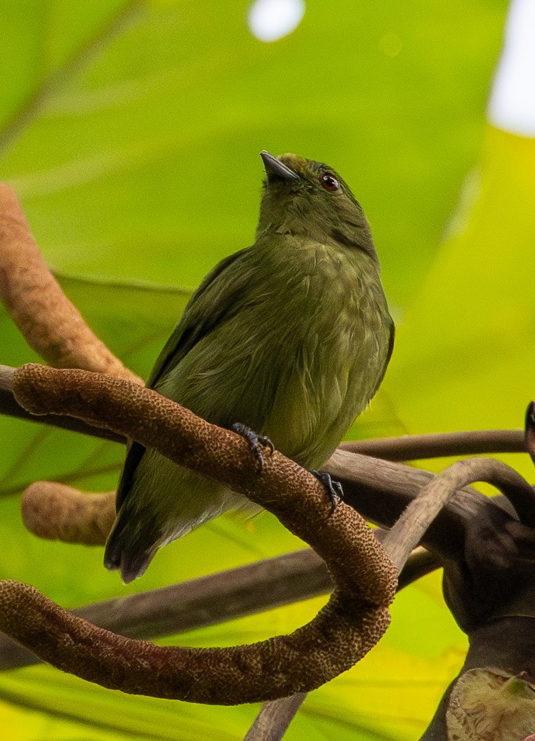 Golden-collared Manakin - ML646461330